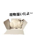 猫12匹のスタンプ（個別スタンプ：9）