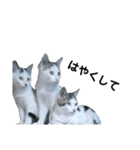 猫12匹のスタンプ（個別スタンプ：10）