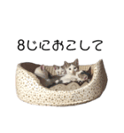 猫12匹のスタンプ（個別スタンプ：12）
