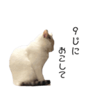 猫12匹のスタンプ（個別スタンプ：13）