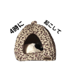 猫12匹のスタンプ（個別スタンプ：20）