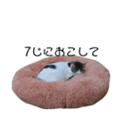 猫12匹のスタンプ（個別スタンプ：24）
