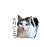猫12匹のスタンプ（個別スタンプ：25）