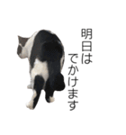 猫12匹のスタンプ（個別スタンプ：26）