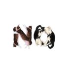猫12匹のスタンプ（個別スタンプ：30）