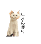 猫12匹のスタンプ（個別スタンプ：32）