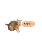 猫12匹のスタンプ（個別スタンプ：33）
