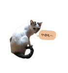猫12匹のスタンプ（個別スタンプ：34）