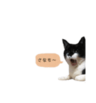 猫12匹のスタンプ（個別スタンプ：36）