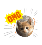 Simba's daily life.（個別スタンプ：1）