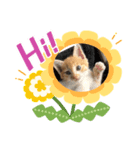 Simba's daily life.（個別スタンプ：3）