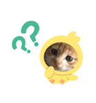 Simba's daily life.（個別スタンプ：6）