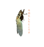 リアル蝉（個別スタンプ：1）
