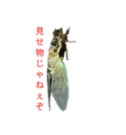 リアル蝉（個別スタンプ：3）