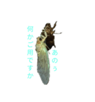 リアル蝉（個別スタンプ：5）