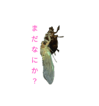 リアル蝉（個別スタンプ：6）