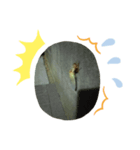 リアル蝉（個別スタンプ：8）
