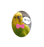 インコちゃん3（個別スタンプ：2）