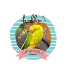 インコちゃん3（個別スタンプ：3）