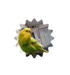 インコちゃん3（個別スタンプ：5）