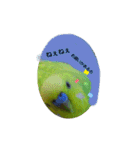 インコちゃん3（個別スタンプ：6）