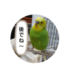 インコちゃん3（個別スタンプ：7）