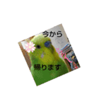 インコちゃん3（個別スタンプ：8）
