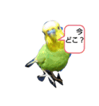 インコちゃん3（個別スタンプ：10）