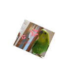 インコちゃん3（個別スタンプ：11）
