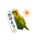 インコちゃん3（個別スタンプ：12）