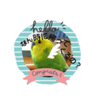 インコちゃん3（個別スタンプ：13）