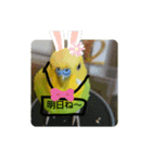 インコちゃん3（個別スタンプ：14）