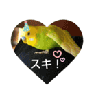 インコちゃん3（個別スタンプ：15）