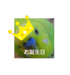 インコちゃん3（個別スタンプ：18）
