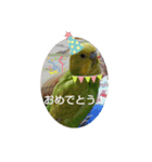 インコちゃん3（個別スタンプ：19）