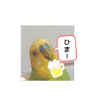 インコちゃん3（個別スタンプ：20）