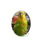 インコちゃん3（個別スタンプ：21）