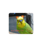 インコちゃん3（個別スタンプ：22）