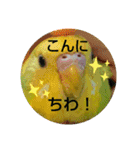 インコちゃん3（個別スタンプ：24）