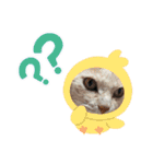 動物たちデス（個別スタンプ：1）