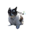 動物たちデス（個別スタンプ：9）