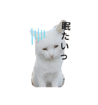 動物たちデス（個別スタンプ：11）