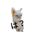動物たちデス（個別スタンプ：12）