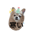 動物たちデス（個別スタンプ：16）
