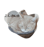 ねこたんねこまんオリジナルスタンプ第9段（個別スタンプ：2）
