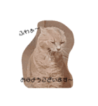 ねこたんねこまんオリジナルスタンプ第9段（個別スタンプ：9）