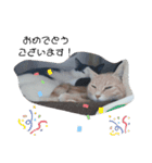 ねこたんねこまんオリジナルスタンプ第9段（個別スタンプ：14）