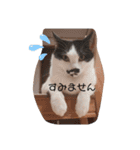 ねこたんねこまんオリジナルスタンプ第9段（個別スタンプ：15）