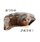 ねこたんねこまんオリジナルスタンプ第9段（個別スタンプ：17）