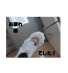 ねこたんねこまんオリジナルスタンプ第9段（個別スタンプ：18）